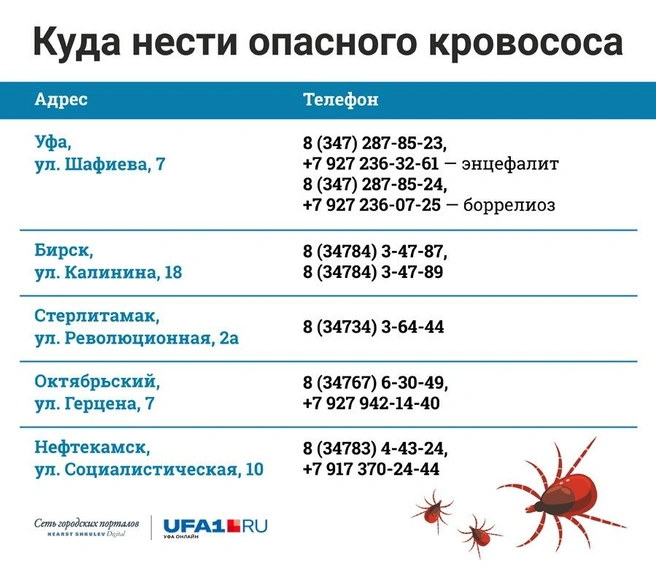 При себе нужно иметь документы, деньги и клеща | Источник: Инфографика: Артемий Низовцев
