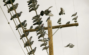 Почему птиц, сидящих на высоковольтных проводах, не убивает током?