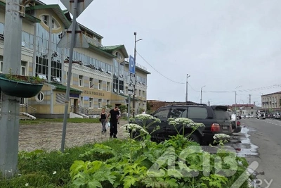 Борщевик Сосновского стремительно захватывает Невельск