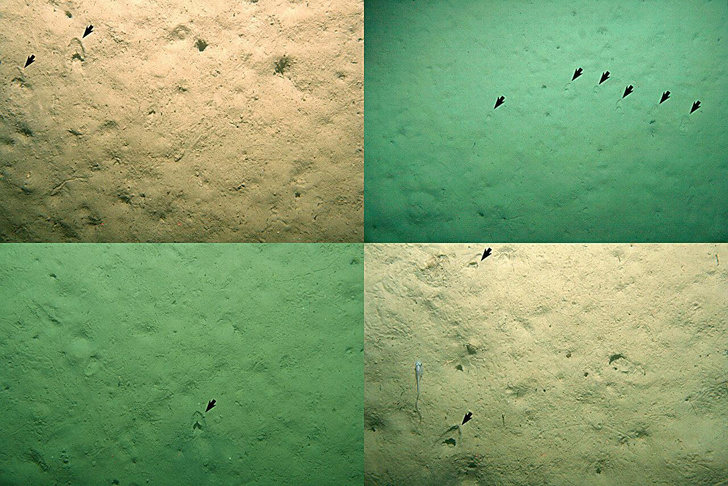 Загадочные следы нашли глубоко на дне моря в Новой Зеландии: ученые 10 лет гадали, откуда они взялись