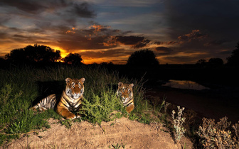 Тигры наслаждаются закатом в южноафриканском заповеднике