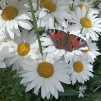 Аватарка Lila.625.1