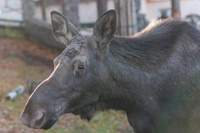 Ryazan Court Upholds Ruling in Fatal Illegal Hunt