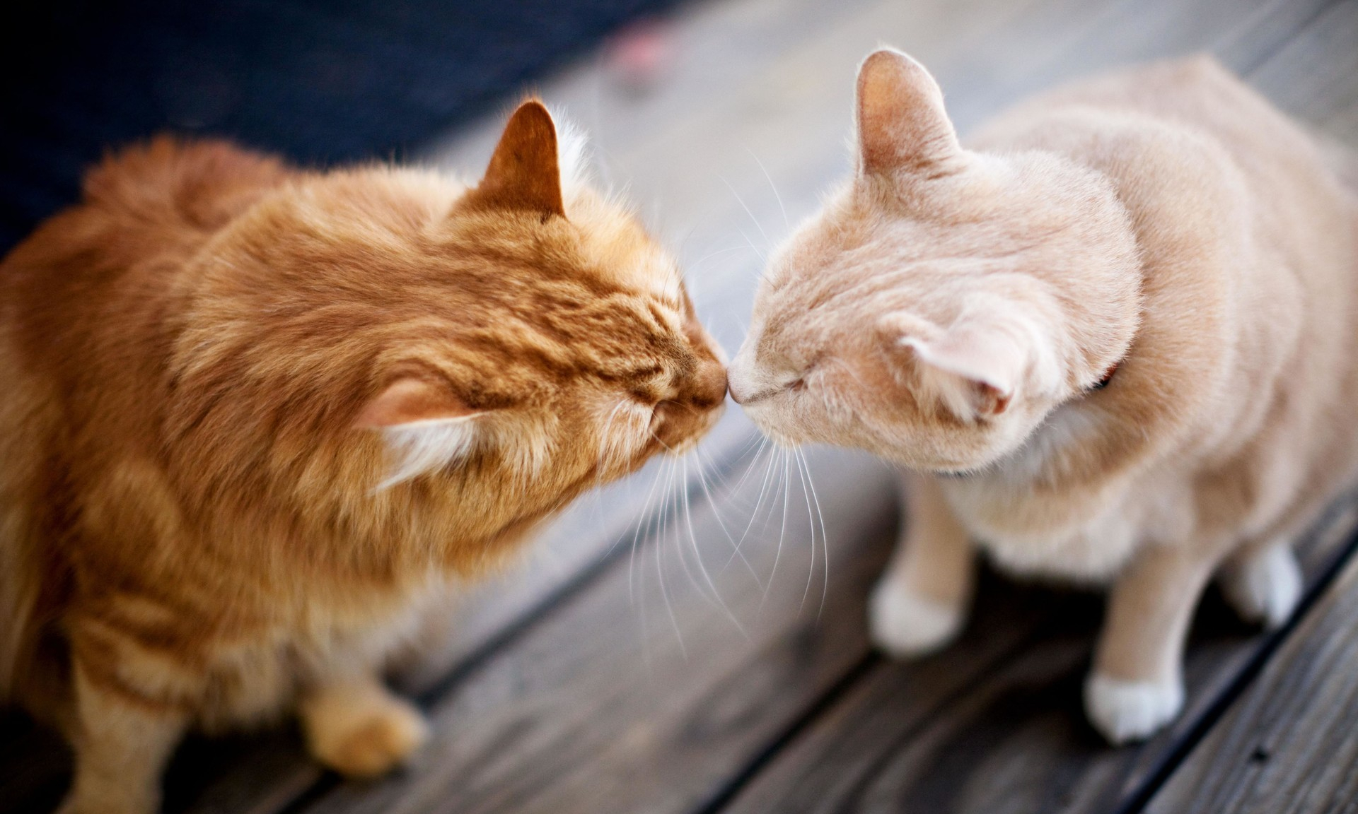 Картинки с любящими котиками. Кошки любовь. Два котика. Влюбленные кошки. Рыжая кошка с котятами.