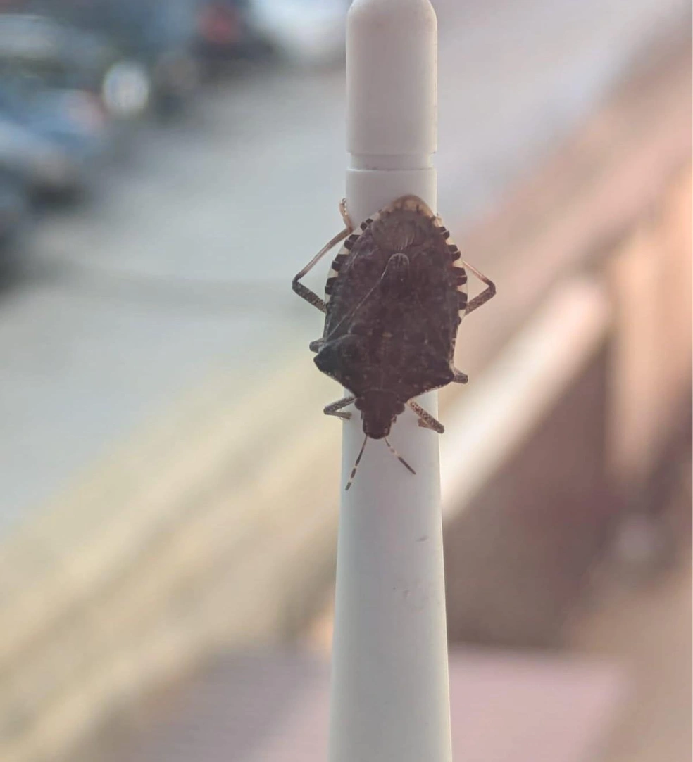 Осенняя активность клопов связана с поиском теплых мест для зимовки, из-за чего они массово проникают в жилые дома | Источник: Оксана Витязь