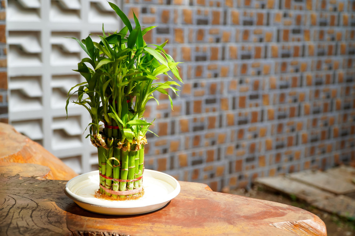 как вырастить «бамбук счастья» в домашних условиях