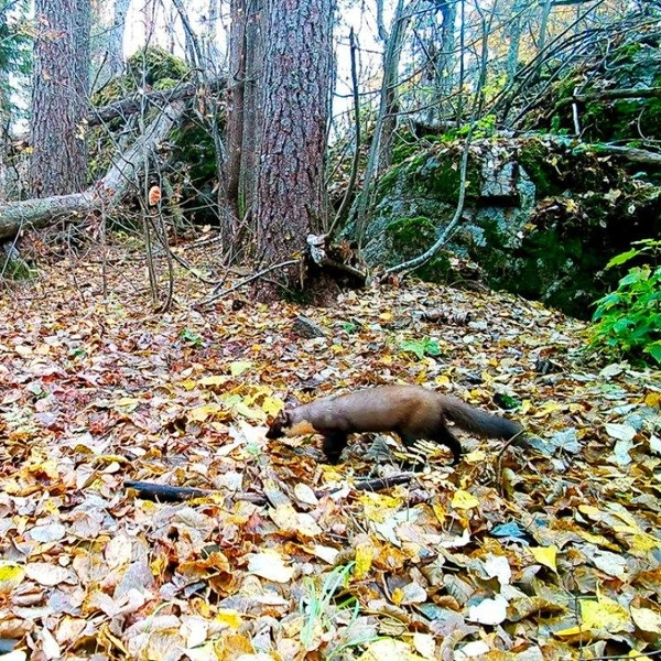 Источник: «Каждой твари по паре»