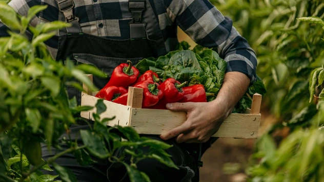 Почему не краснеют перцы в теплице