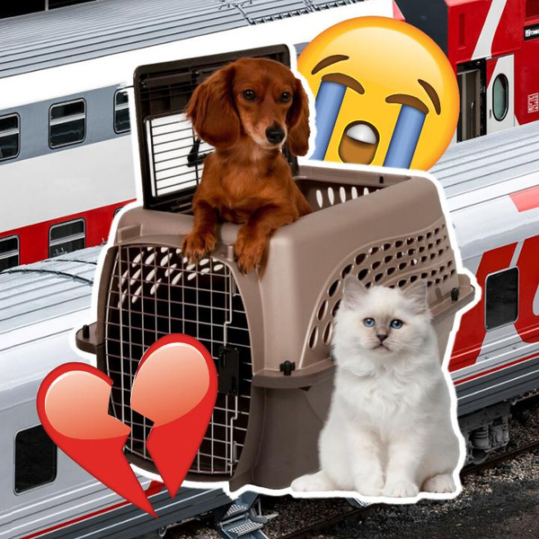 Чтобы такое больше не повторилось: РЖД запретит высаживать животных из поездов после смерти кота Твикса