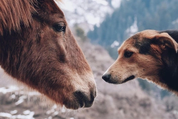 Мини-тест: Выберите животное и узнайте скрытую черту вашего характера