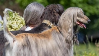 10 самых смешных фото домашних животных, похожих на своих хозяев, за всю историю комичного конкурса Comedy Wildlife Photography Awards