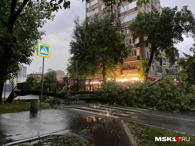 Поваленных деревьев — не сосчитать | Источник: MSK1.RU