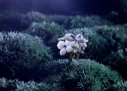 Завораживающее видео Chaumet в честь украшений Hortensia