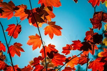 Тест: Какой вы лист в осеннем лесу?