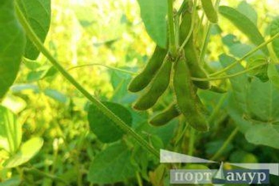 В Амурской области снизились цены на сою