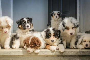 Тест: Выберите любимую породу собак и узнайте доминирующую черту вашей личности — часть 4