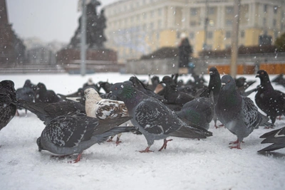 В Приморье 9 января ожидаются морозы до -36 и ветер