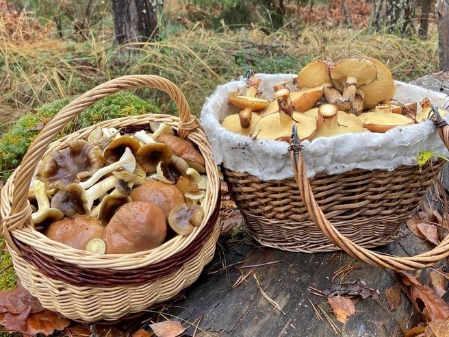 Столько маслят удалось собрать под Павловским Посадом | Источник: Александр Грибной / Грибы в Подмосковье 2025 / VK.com