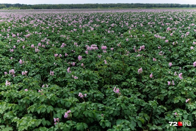 В 2025-м урожай картошки получился отменным | Источник: Ирина Шарова / 72.RU