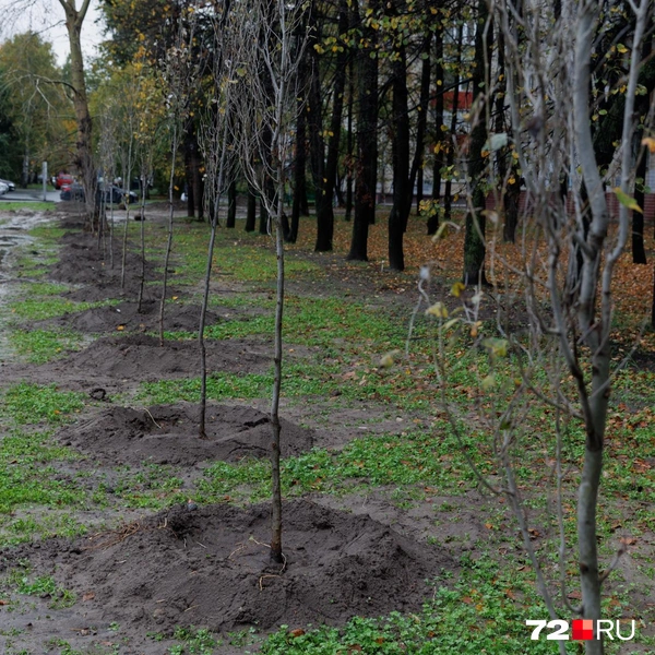 Источник: Ирина Шарова / 72.RU