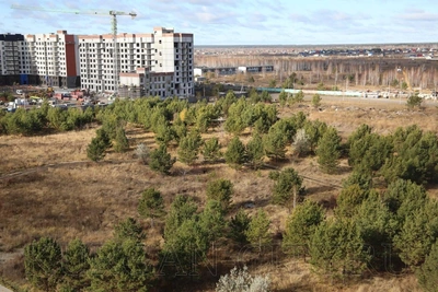 В Кургане появится новый парк у сосновой рощи