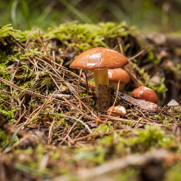 Масленок | Источник: ROMAN KALISHCHUK&nbsp;via&nbsp;Shutterstock/Fotodom.ru