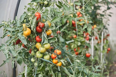 Сроки посадки и уход за томатами: советы агронома