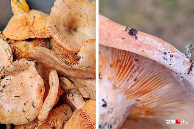 Рыжики вы легко узнаете по яркому цвету, особенно под шляпкой  | Источник: Вероника, читательница 29.RU