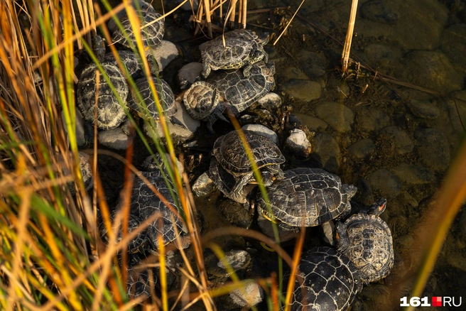Источник: Евгений Вдовин / 161.RU