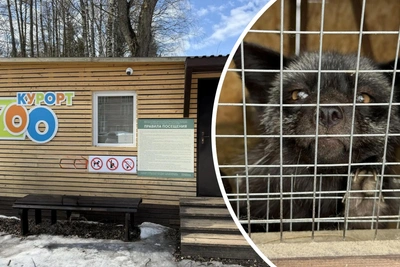 Норка укусила ребенка в ярославском зоопарке