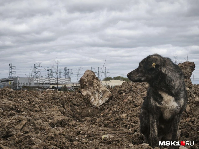 Журналист MSK1.RU снимал в Беляниново кадры для своего будущего репортажа | Источник: Михаил Мечев / MSK1.RU
