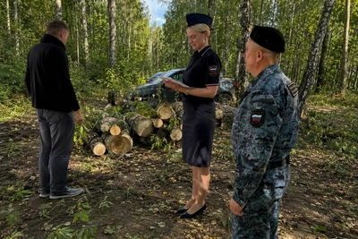 Судебные приставы взыскали более миллиона за незаконную вырубку