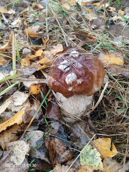 Маленький крепыш из Некрасовского района | Источник: Олеся Черкасова, Грибы Ярославской области / Vk.com