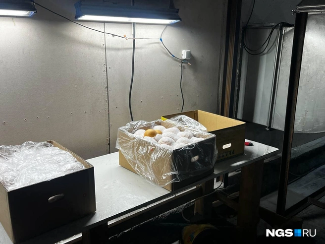 Часть вредителей заметны невооруженным глазом, а вот, например, у почти уже отошедших персиков даже берут ПЦР-тесты | Источник: Анна Скок / NGS.ru