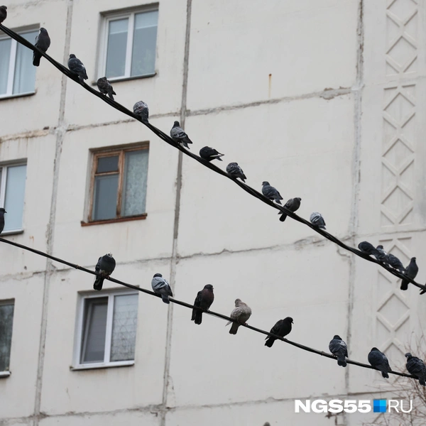 Голуби на проводах похожи на живую гирлянду | Источник: Евгений Софийчук / NGS55.RU
