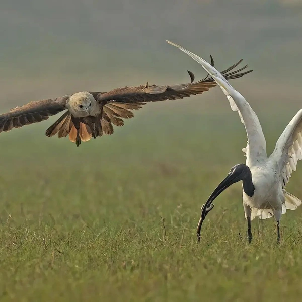 «Делиться надо!» | Источник: Udayan Kundu / The Nature Photography Contest 2023