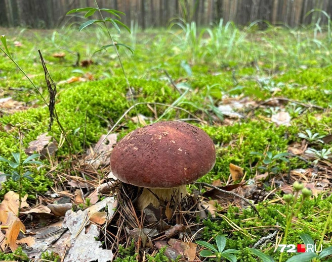 Пока таких крепышей тюменцы в этом году не видели, но очень сильно ждут | Источник: Мария Токмакова / 72.RU