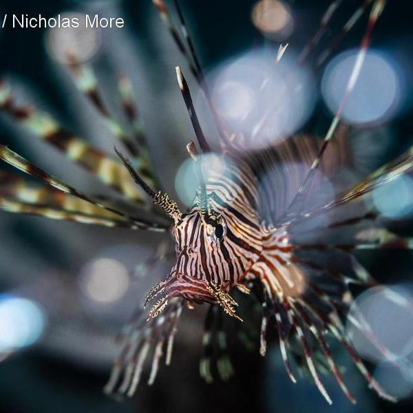 Третье место в номинации «Макросъемка» | Источник: Nicholas More / Underwater Photographer of the Year 2025