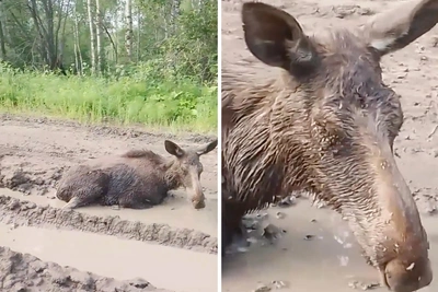 Лосиха спасается от гнуса в луже — видео