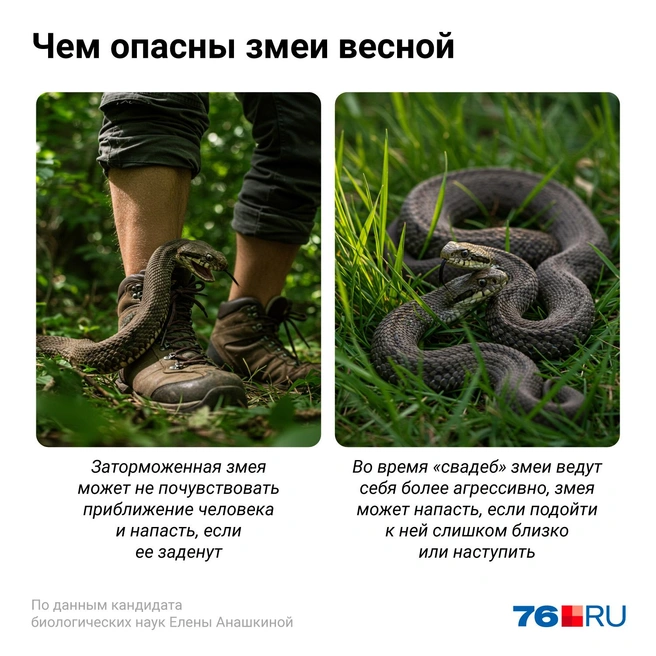 Из-за того, что змеи еще не набрали достаточно сил и энергии, их реакция может быть заторможенной | Источник: Евгения Бикунова / Городские медиа