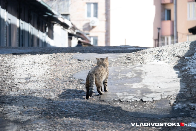 Источник: Елена Буйвол / VLADIVOSTOK1.RU