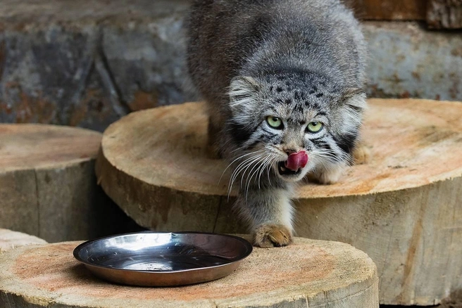 С аппетитом все в порядке | Источник: Парк «Роев ручей» Красноярск / Telegram