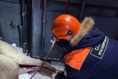 Бродячие собаки напали на марала в Красноярске