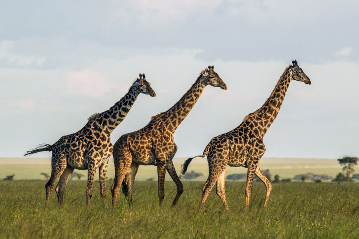 Дружба помогает жирафам жить дольше