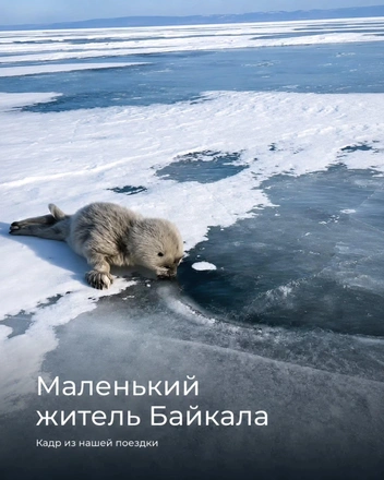 Этого белька Сенотрусовы нашли в 2019 году | Источник: @nerpaland / Instagram (экстремистская организация, деятельность запрещена на территории РФ)