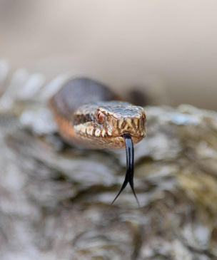 7 способов избавиться от змей на дачном участке