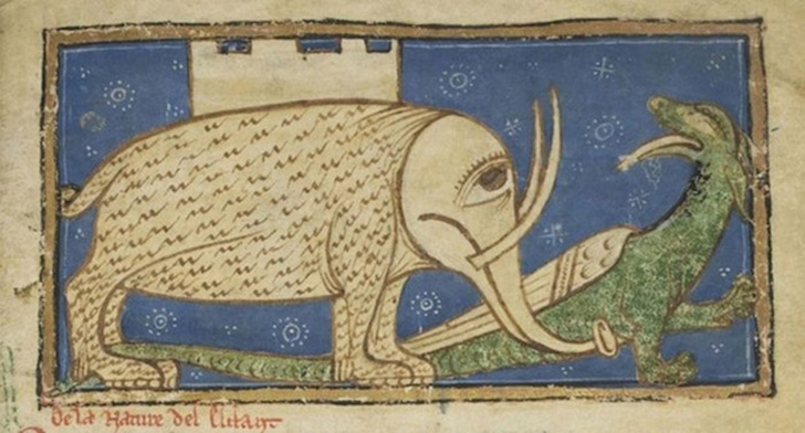 Как средневековые люди представляли себе слонов (15 вариантов)