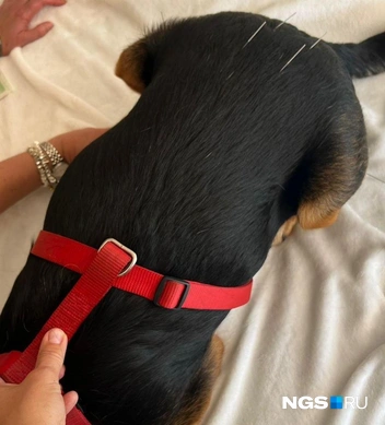 К иглотерапии Кубик отнесся нейтрально | Источник: Настасья Медведева / NGS.RU