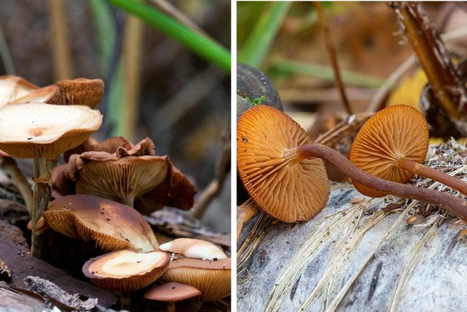 Галерина окаймленная. Ее тоже нельзя даже брать в руки | Источник: Mycology.su