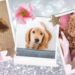 9 самых милых собачек, у которых есть свои аккаунты в Инстаграме! (запрещенная в России экстремистская организация)